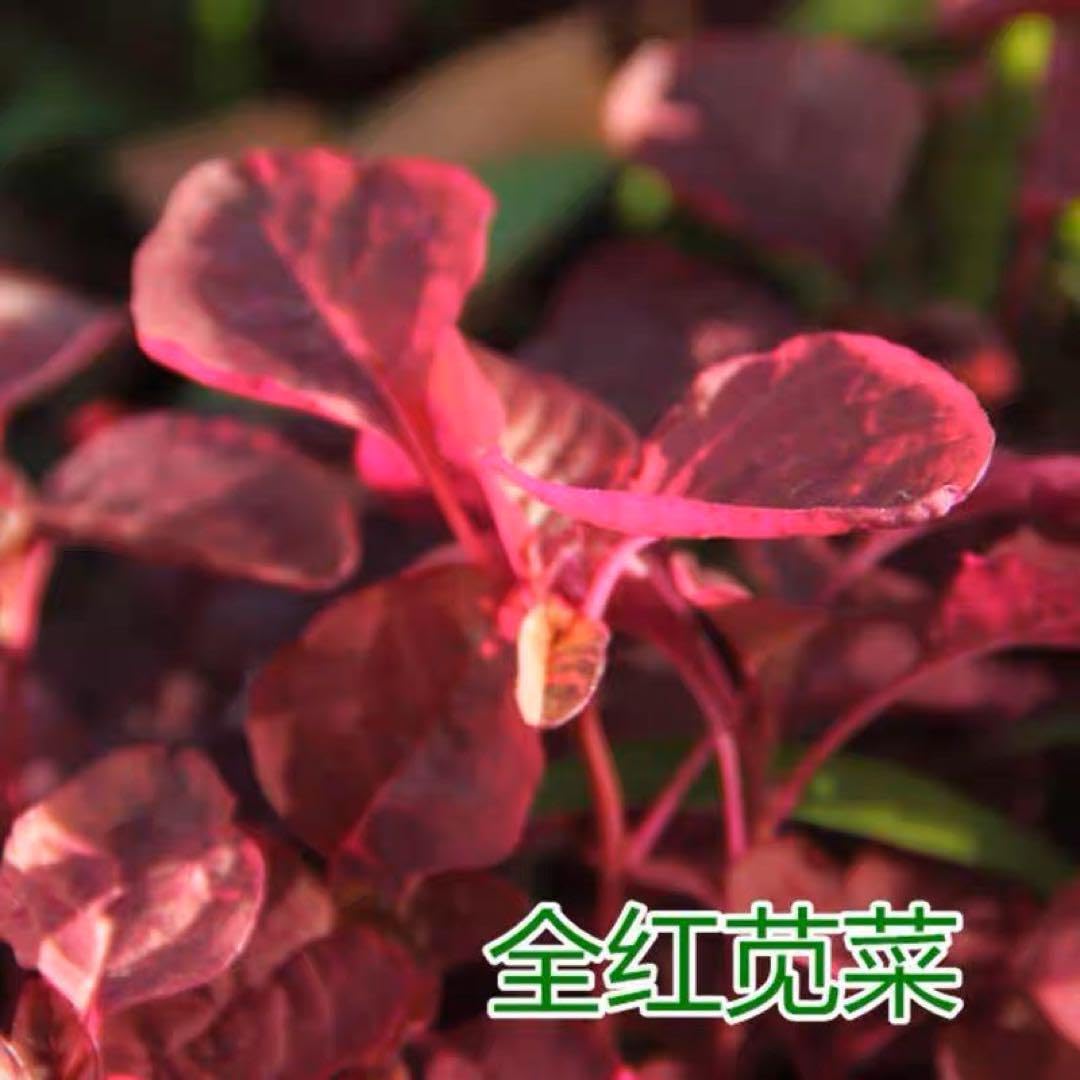 Amazon.co.jp: 纯红苋菜 紫米莧 ベビーリーフ緋赤ヒユナ アマランサス